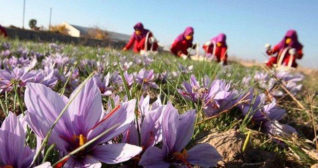 قیمت پایه خرید زعفران توسط دولت روزهای آینده اعلام می گردد