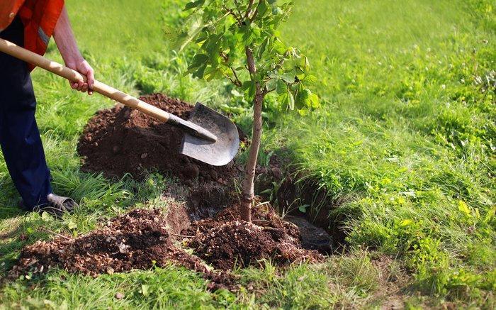پویش ملی غرس نهال صلح و دوستی در قم کلید خورد